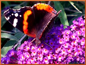 Butterfly on Butterfly flower - Monarch